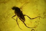 Fossil Fly (Diptera) In Baltic Amber #139030-1